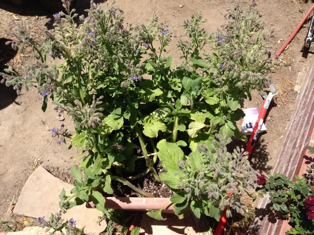  photo Picture002_zps117ae154.jpg